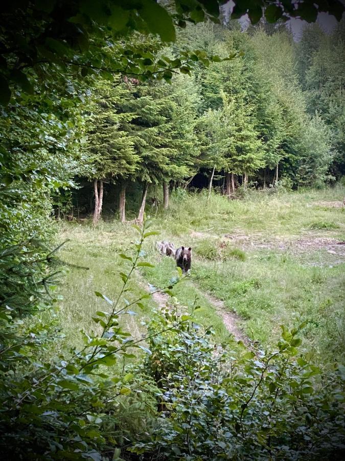 Platan Vendeghaz Villa Izvoare  Buitenkant foto